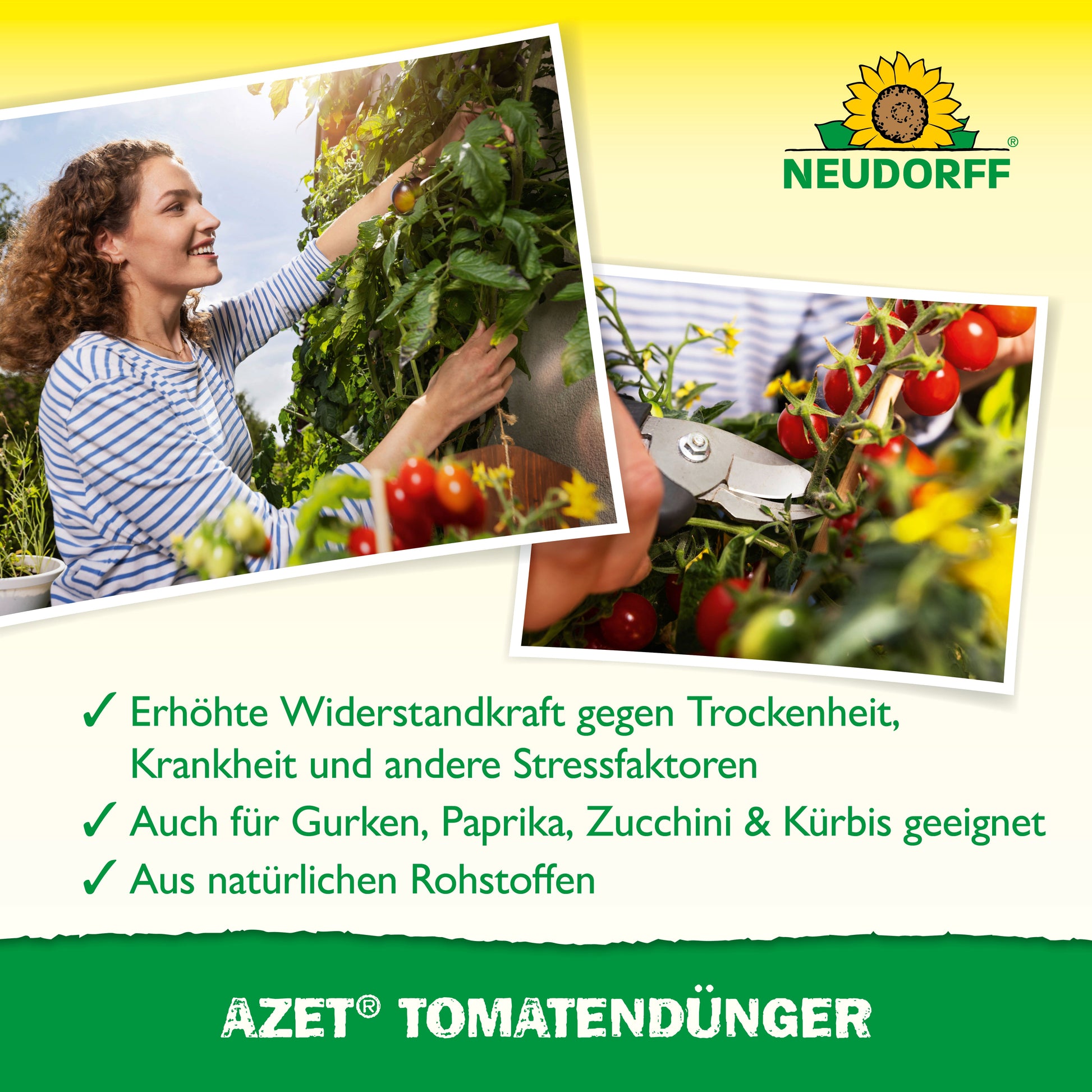 Eine Frau erntet Tomaten, Nahaufnahme der Hände beim Schneiden. Text highlights reiche Ernte dank Azet TomatenDünger von Neudorff Shop - ideal zum Tomaten düngen und für verschiedenes Gemüse geeignet. Neudorff Shop Logo sichtbar.