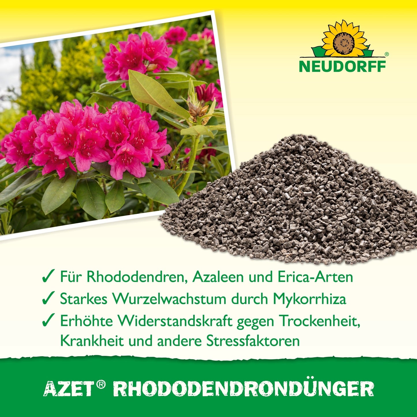 A stack of Azet Rhododendron Fertilizer from Neudorff Shop lies next to a blooming pink rhododendron. The text below describes the benefits for rhododendrons, azaleas, and heathers. Above is the Neudorff logo.