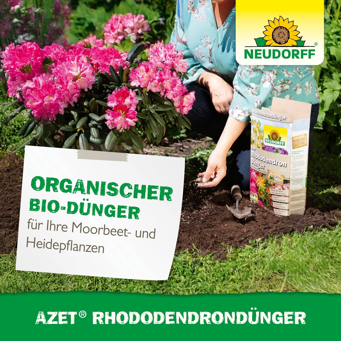 Someone is planting pink rhododendrons and azaleas and holding the soil next to the Azet Rhododendron Fertilizer from Neudorff Shop. A sign displays product and plant data in the garden bed.