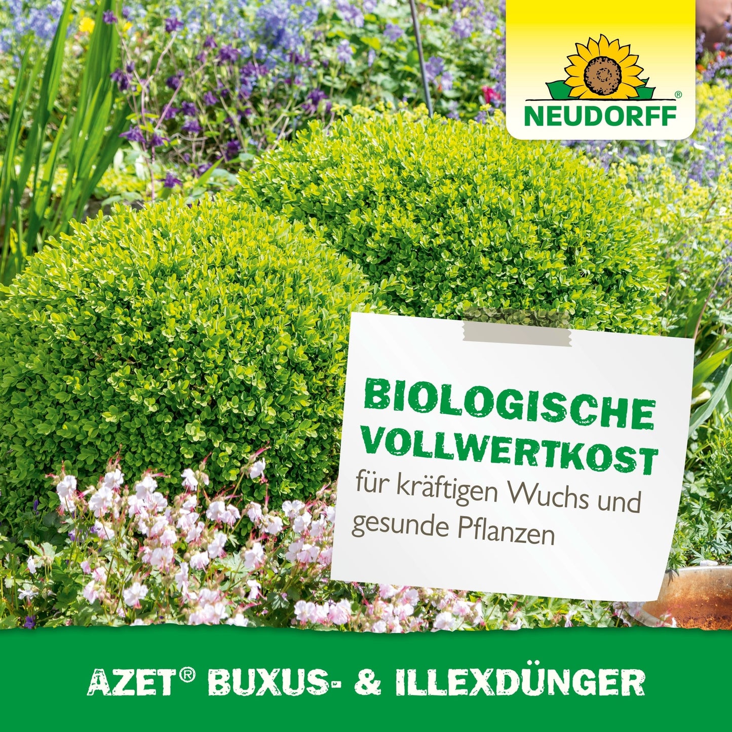 In a lush garden, two pruned boxwoods stand amidst purple and pink blooms. A sign reads: "Organic whole food for vigorous growth & healthy plants." Neudorff Shop Azet Buxus & Ilex Fertilizer supports healthy hollies. Neudorff logo at the top right.