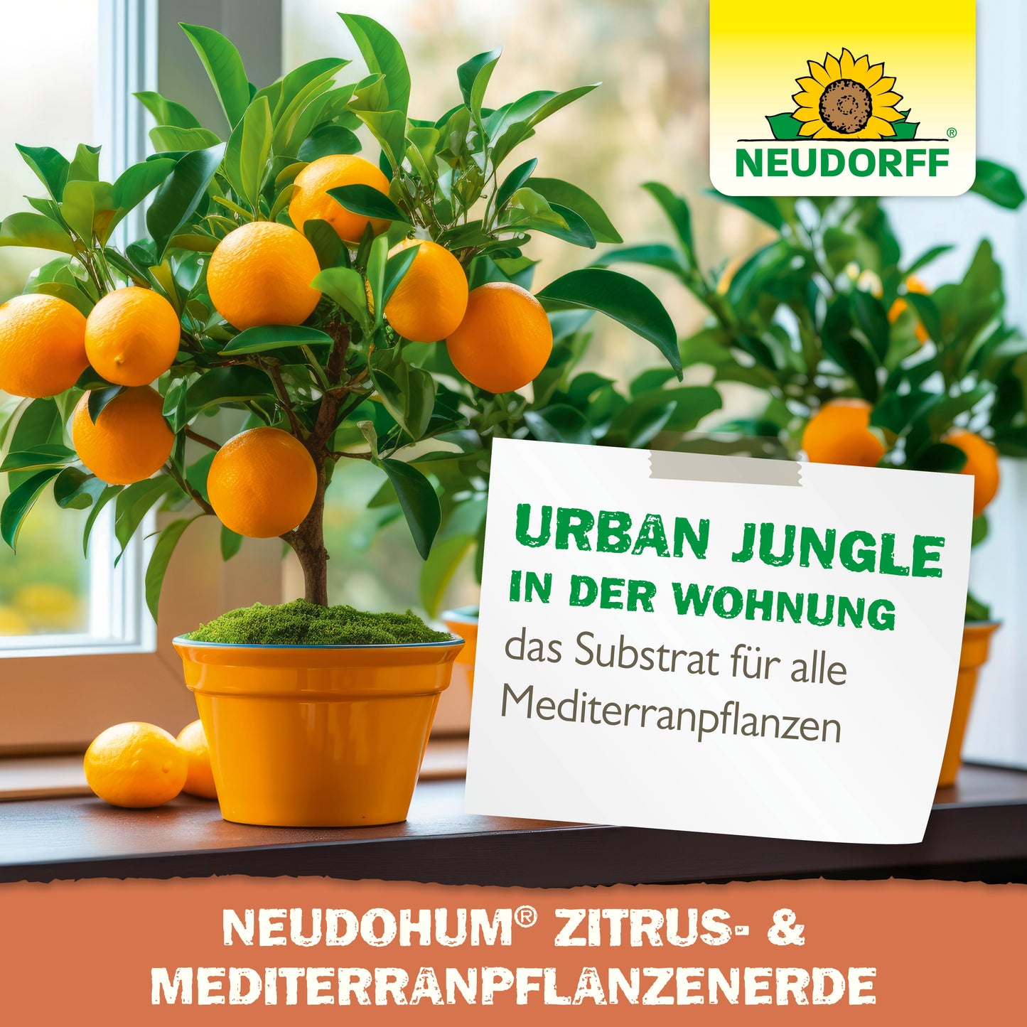 Ein getöpferter Orangenbaum mit reifen Früchten bringt Urban Jungle-Flair auf Balkon und Terrasse. Ein Schild weist auf "das Substrat für alle Mediterranpflanzen" hin. Das Logo des Neudorff Shops und der Name NeudoHum Zitrus- & MediterranpflanzenErde sind sichtbar.