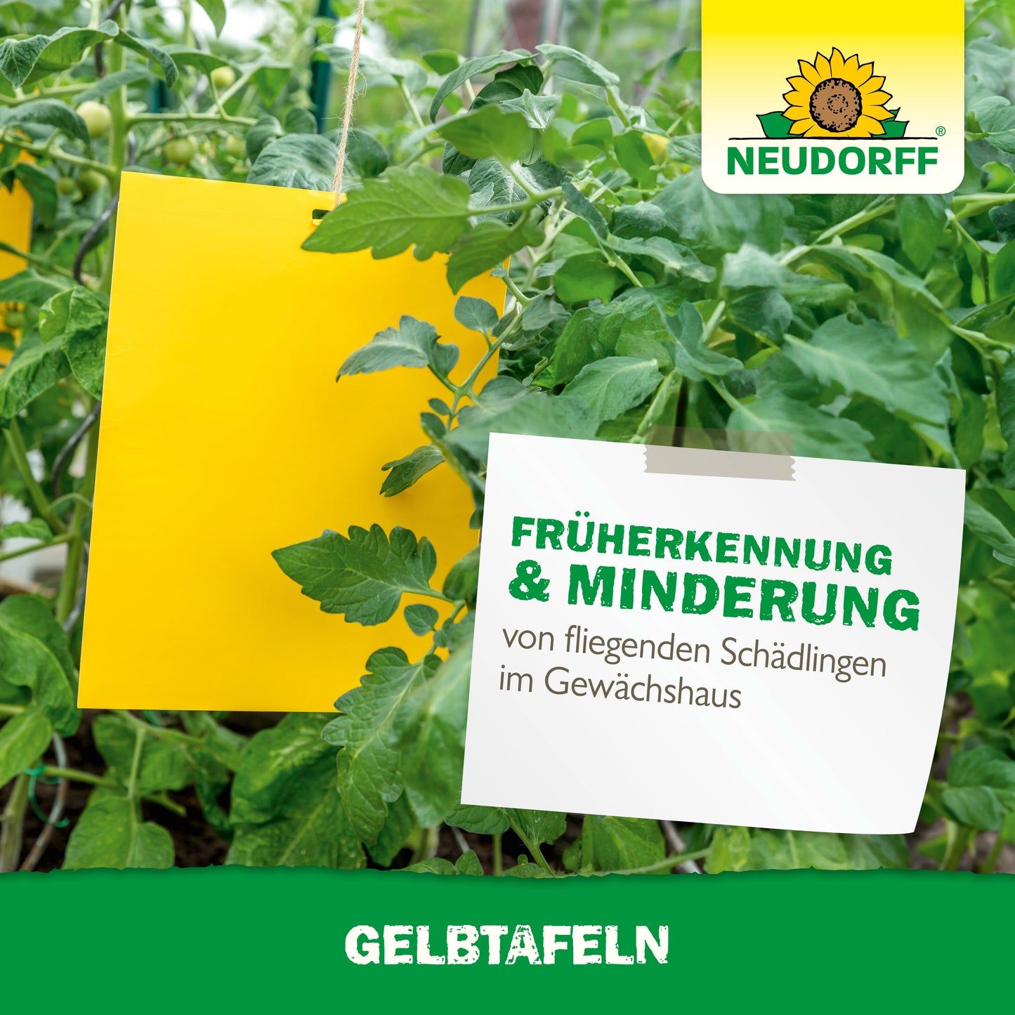 Eine großformatige Gelbtafeln-Klebefalle aus dem Neudorff Shop hängt zwischen Tomatenpflanzen in einem Gewächshaus. Auf einem Schild steht "Früherkennung & Minderung von fliegenden Pflanzenschädlingen im Gewächshaus". Das Neudorff-Logo ist zu sehen.