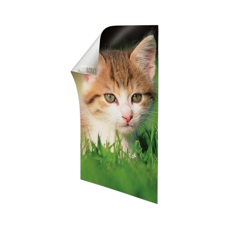 A glossy photo of a brown and white kitten on green grass, top left corner slightly curled. Ideal for mounting with 3M Deutschland GmbH Command™ Poster Strips in the advantage pack, 17024-VP, against a white background.